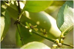 Salacia chinensis